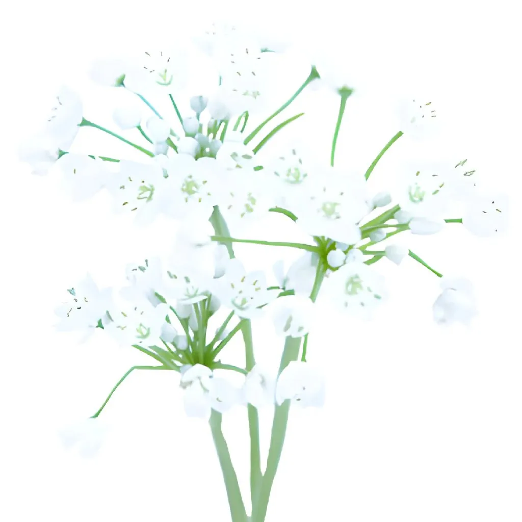 White Spray Allium Flowers